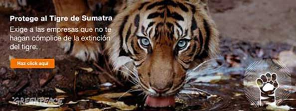 TIGRE-SUMATRA-14