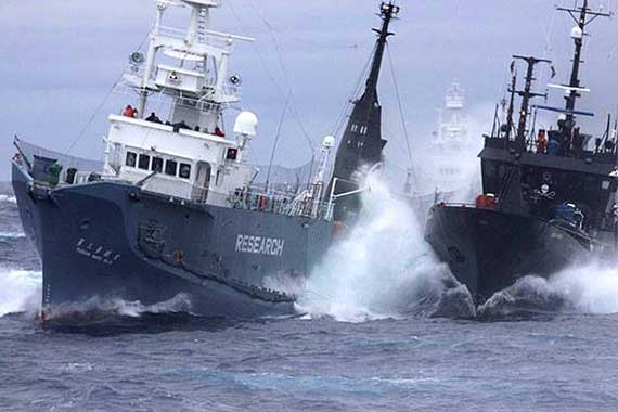 sea-shepherd-14