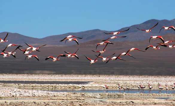 flamencos14