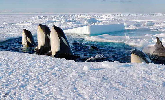 orcas-antartic-2-1016