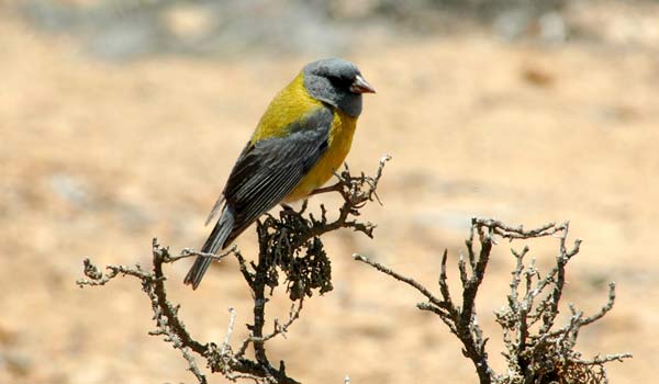 Crean aplicación para identificar aves en el país | Chile Desarrollo  Sustentable